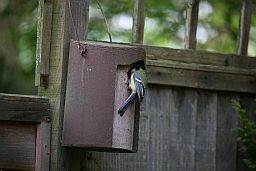 Nesting