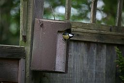 Nesting2