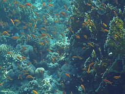 Marine life!